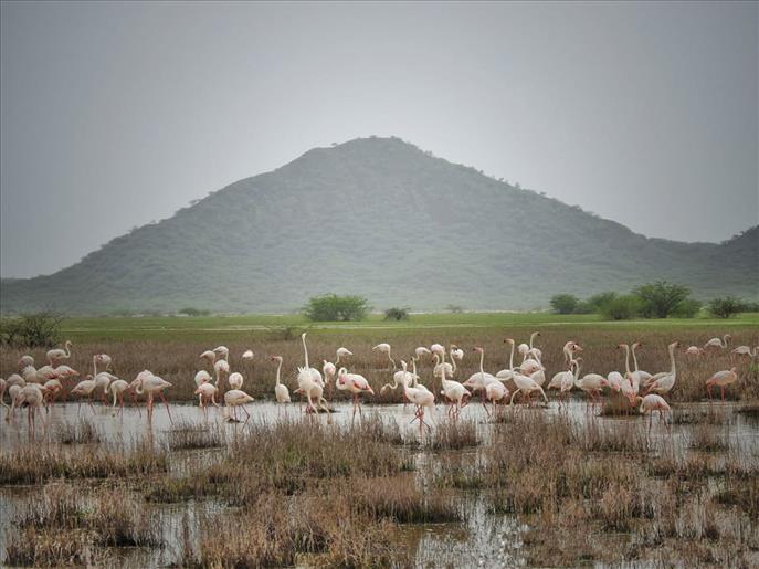 Chhari-Dhandh becomes Gujarat's fifth and Kutch's first Ramsar Site